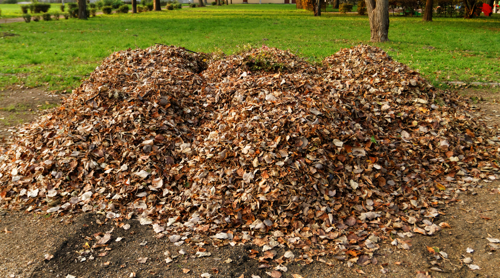 Tackle Yard Cleanup This Fall With Professional Landscapers In Sammamish